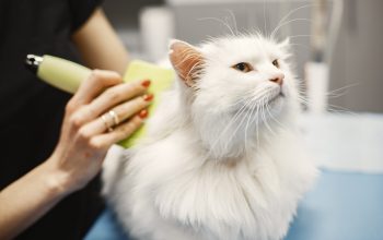 Cara Menghilangkan Kutu Pada Kucing yang Paling Efektif